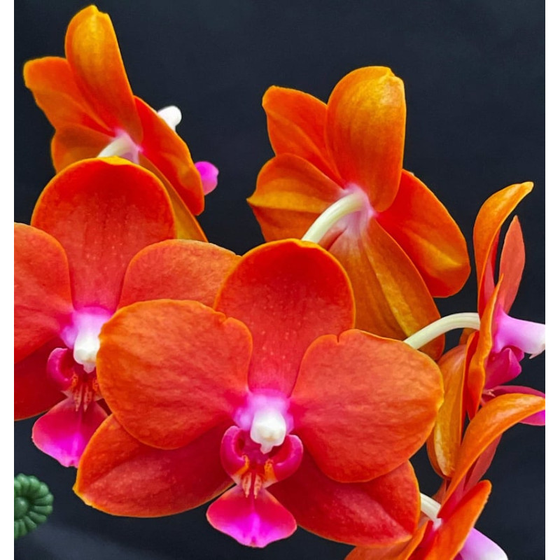 Орхидея Phal. Charming Little Gold - купить, доставка Украина